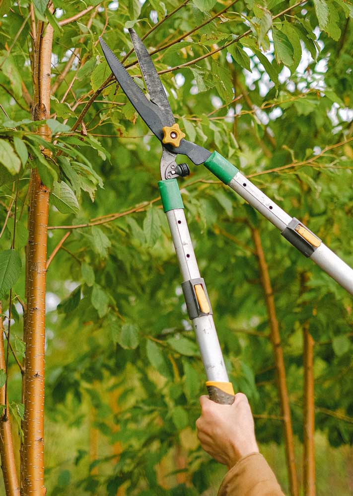 limpieza y mantenimiento de jardines en langreo